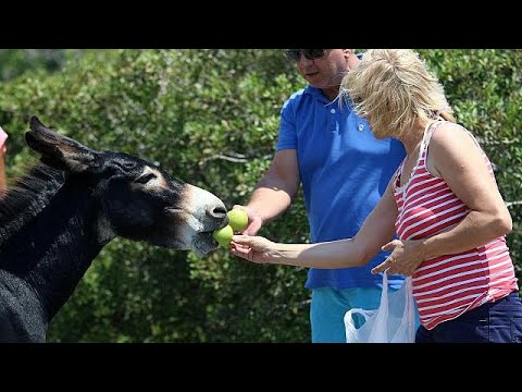 شاهد حمير ضالة شردتها الحرب تغزو مساحات كبيرة من قبرص