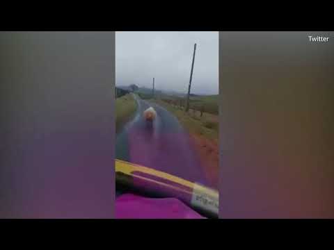 بالفيديو خروف يثير غضب سائق سيارة على طريق إسكتلندي