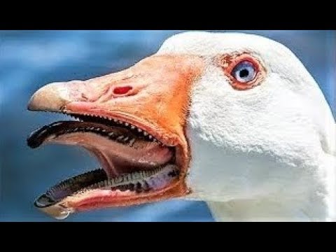 شاهد حيوانات تملك أفواها مرعبة جدًا