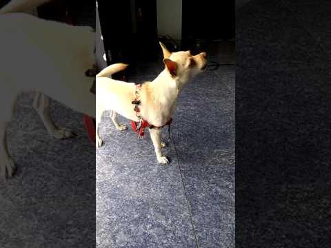 شاهد كلب يغني despacito يذيب قلوب مستخدمي الإنترنت