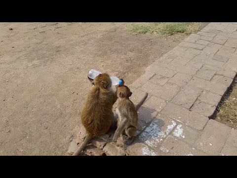 شاهد قرد يسرق زجاجة ماء من حقيبة سائح في تايلان