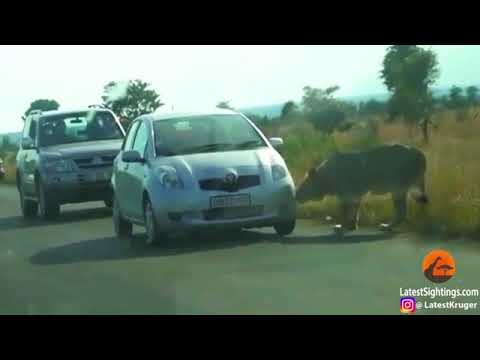 شاهد أسد يحاصر سيارة عائلة ويثقب إطاره