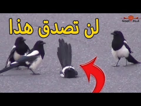 شاهد الغراب يجتمع بزوجة أخر