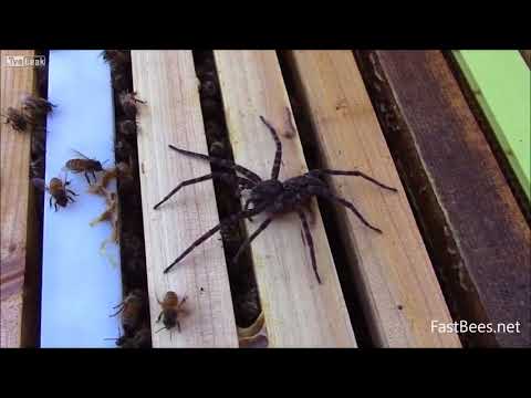 شاهد سرب نحل يدافع عن خليته أمام عنكبوت ضخم