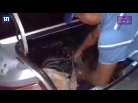 الشرطة البرازيلية تنقذ عدة تماسيح من حفلة شواء في رأس السنة