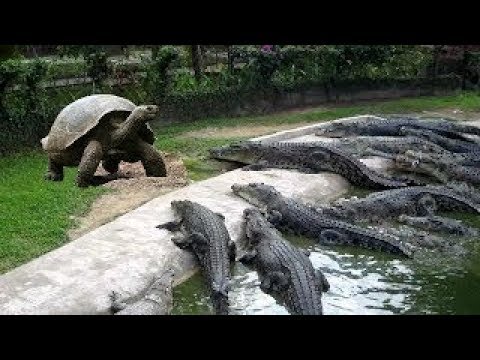 قطة تأكل اللحوم من ثلاجة أحد المحال الشهيرة تثير غضب السعوديين