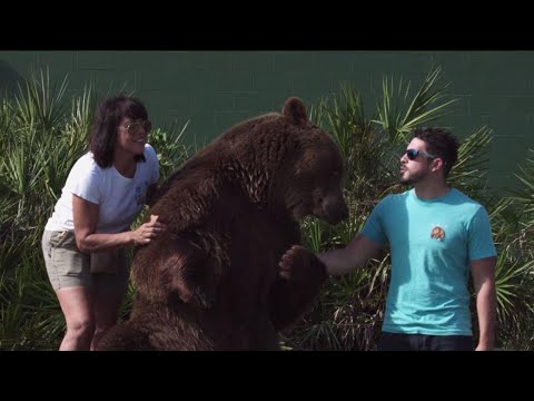 عائلة أميركية تربي 14 من الدببة الضخمة في منزلها