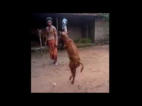 عجل بدون سيقان أمامية يسير مثل الإنسان