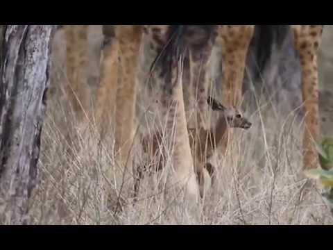 رد فعل غزالة ظنت زرافتين والديها