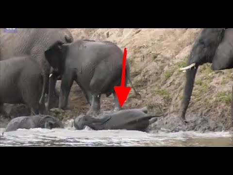 فيل يتعرض لموقف محرج بأحد الأنهار