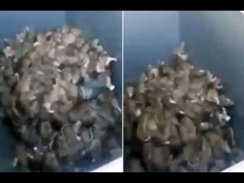 لقطات مروعة لعشرات الفئران تثير رعب الفرنسيين