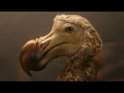 10حيوانات رائعة تم اصطيادهم حتى انقرضوا