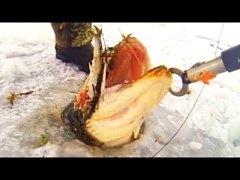 أغرب 7 كائنات بحرية مجنونة