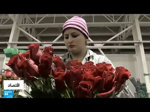 شاهد عيد الحب فرصة للعمل لإنتاج المزيد من الورود