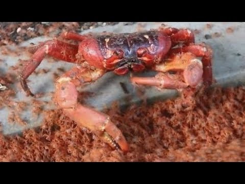 شاهد السلطعون يلتهم صغاره بنفسه