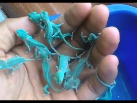 شاهد هل سبق لك أن رأيت حرباء حديثة الولادة 