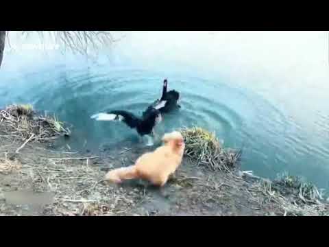 بجعة تتصدى لكلاب بشجاعة دفاعًا عن صغيريها