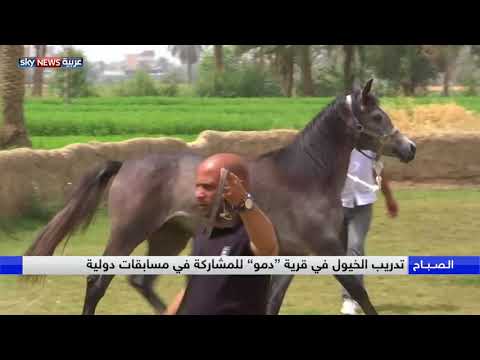 شاهد قرية دمو في الفيوم الشهيرة بتربية الخيول تكشف أسرار التاريخ