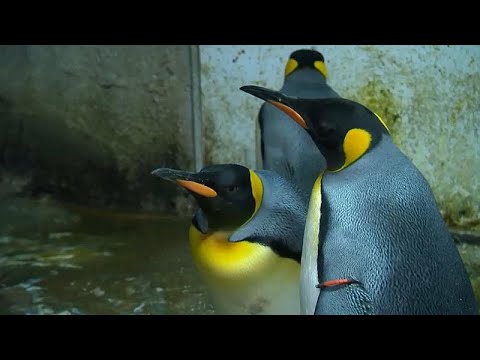 بطريقان يخطفان فرخًا لتربيته في الدنمارك