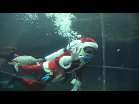شاهد سانتا كلوز يجذب انتباه زوار حوض أسماك في اليابان