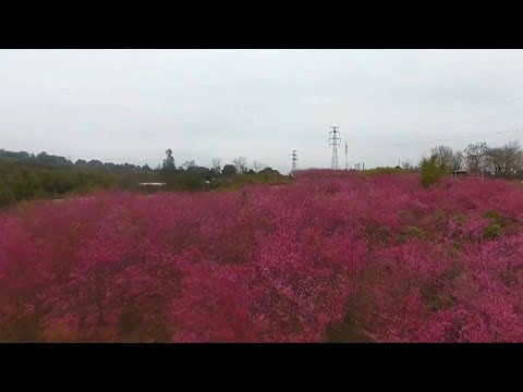 شاهد بحر من ألوان أزهار الكرز في مدينة قانشو الصينية