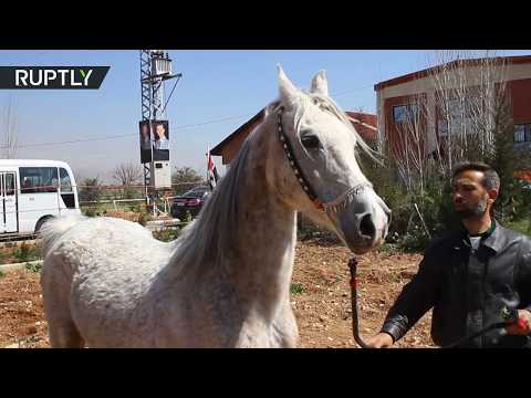 الخيول العربية الأصيلة تعود إلى المزارع السورية
