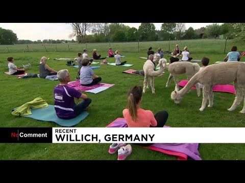 أجواء ساحرة لممارسة اليوغا في الحياة البرية في ألمانيا