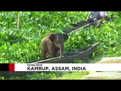 شاهد إنقاذ صغير فيل من الغرق داخل بحيرة في الهند
