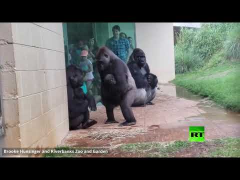 لقطات مثُيرة لغوريلا حاول تخاف من الأمطار