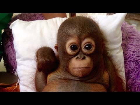 القرد بودي يتخطى محنته ويتجاوز آلام الوحدة