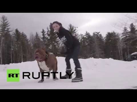 أكبر وأضخم كلب بيتبول في العالم