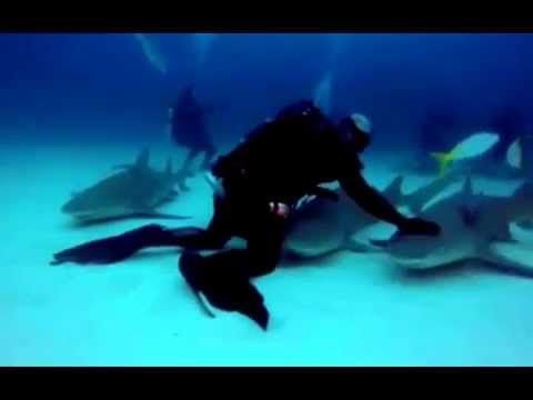 مغامرون يحاولون تنويم القروش مغناطيسيًا