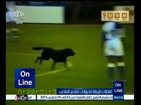 أطرف اللقطات لحيوانات تقتحم الملاعب