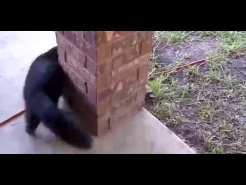 سلحفاة تحاول ملاحقة قطة