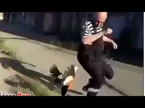 بطتان تهاجمان سائحًا دفاعًا عن صغارهما