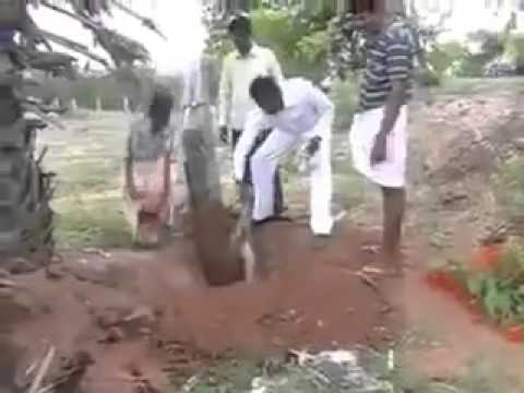 قرد يحاول التمسك بأمه الميتة لآخر لحظة