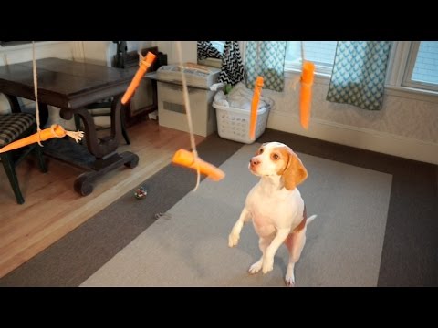 فيديو الكلب عاشق الجزر