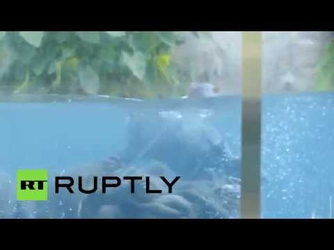 فيديو طريف لفرس نهر حديث الولادة يتعلم السباحة