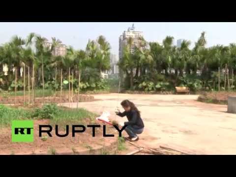 الصين تلجأ إلى السطوح لحل مشكلتها الغذائية