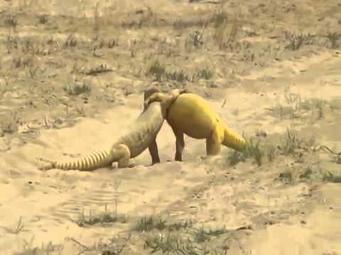 مشاجرة عنيفة بين اثنين من حيوان الضب