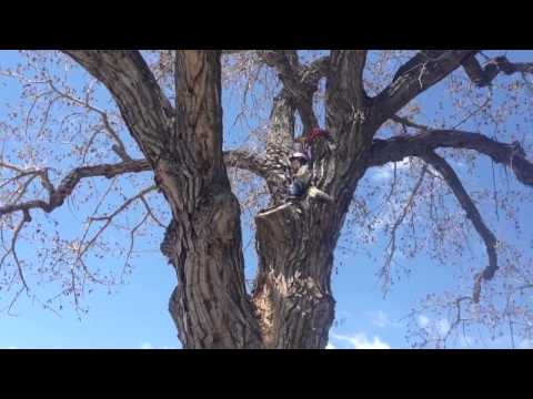 أب يربى طفله على تسلق الأشجار