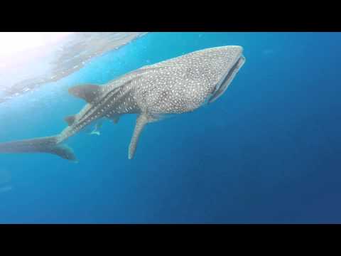 بالفيديو صيادان يعيشان لحظات من الرعب