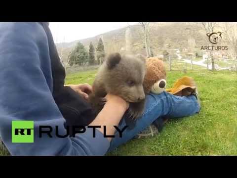 بالفيديو دكتور يوناني يعثر على دب صغير دون أمه