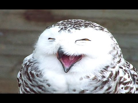 شاهد مواقف وطرائف طائر البومة