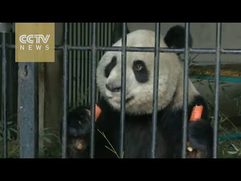 شاهد وفاة خامس باندا عملاقة في الصين