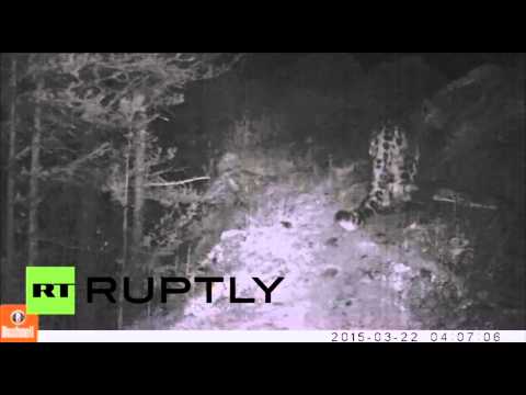 شاهد لقطات نادرة لفهد جليدي المهدد بالإنقراض