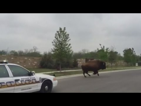 شاهدسيارات الشرطة الأميركية تطارد البيسون في الشارع