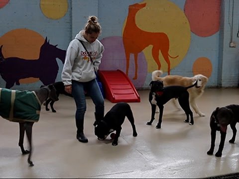 بالفيديو أنفلونزا الكلاب تتفشى بسرعة في أميركا