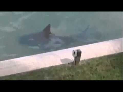 بالفيديو اكتشاف سمكة قرش في حمام سباحة في فلوريدا