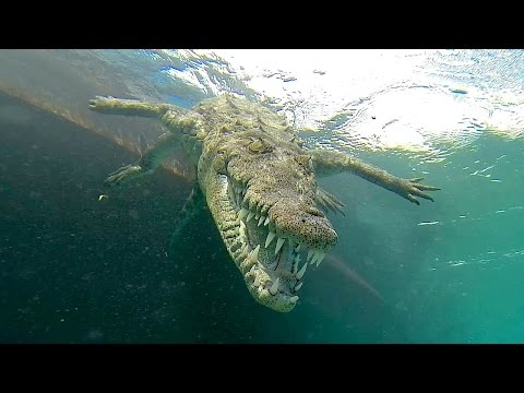 شاهد مغامرون يسبحون على بعد سنتيمترات من التماسيح الفتاكة